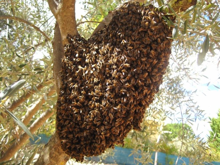 Exhortan a respetar y tener cuidado con enjambres de abejas